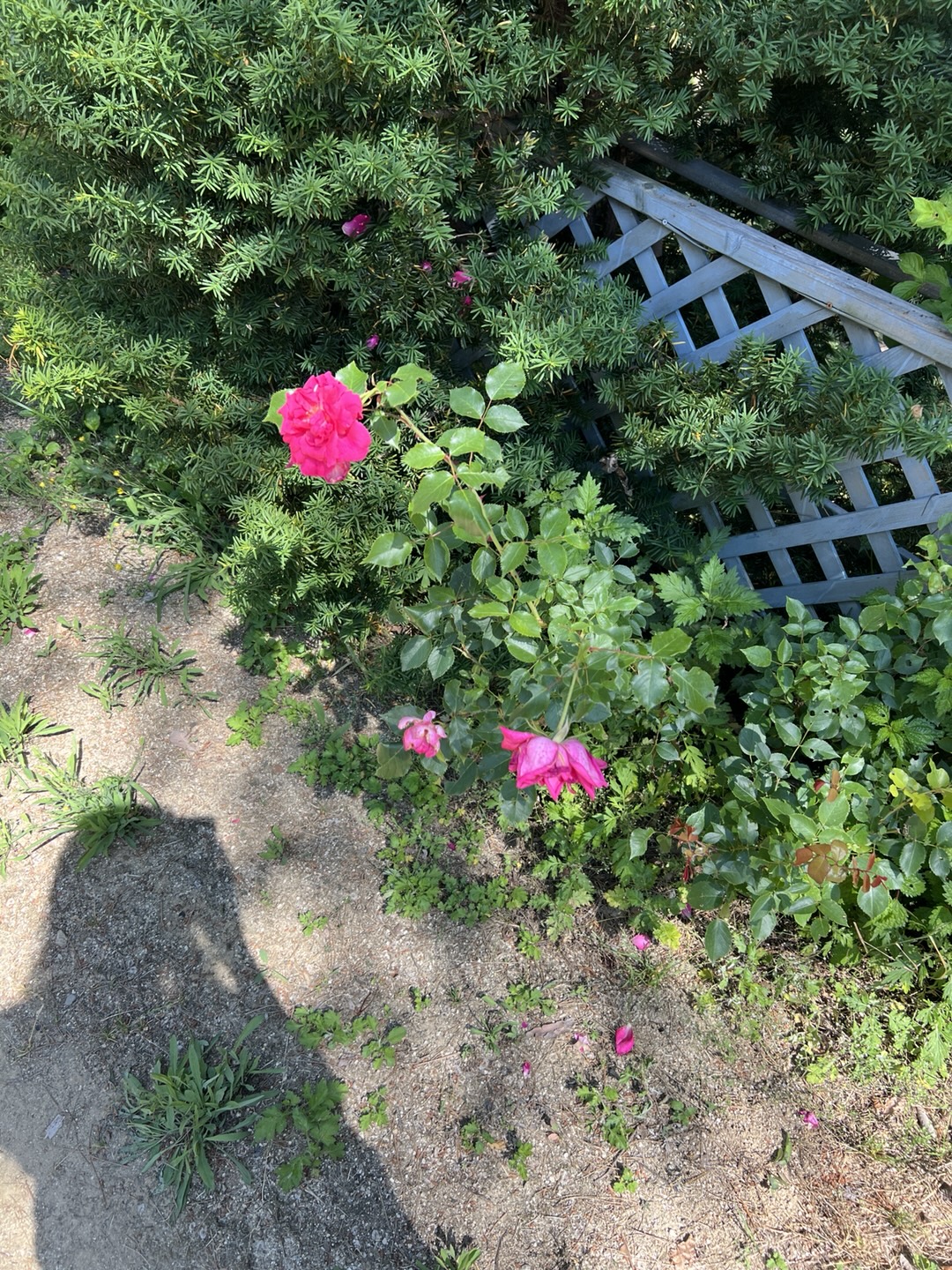 c6040bedc5fc3e542a350ba44d677987_1753633920_0323.jpg